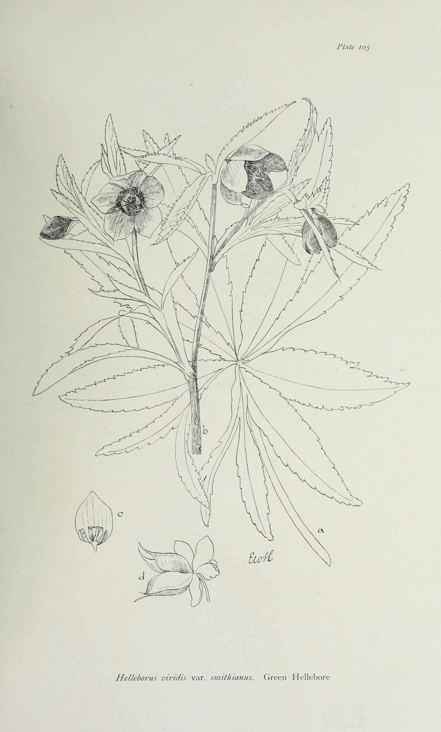 Image of plants