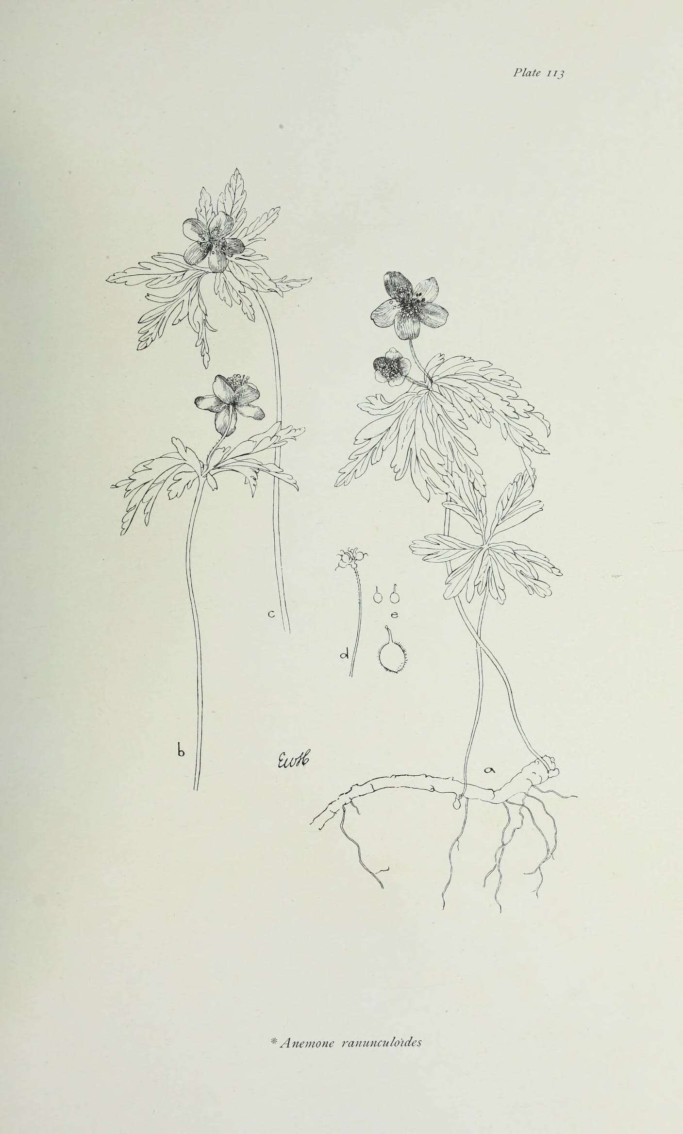 Image of Yellow Anemone