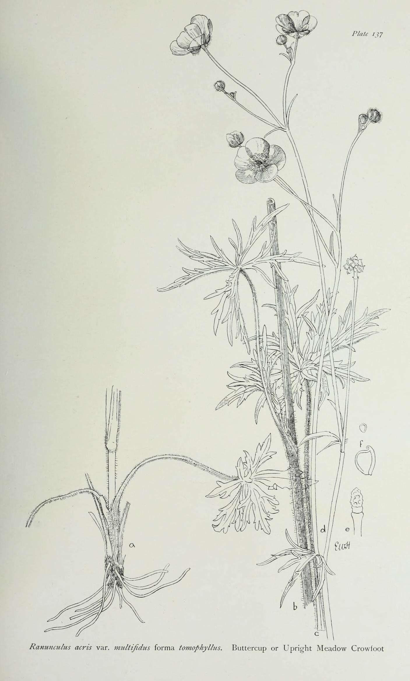 Plancia ëd Ranunculus acris L.