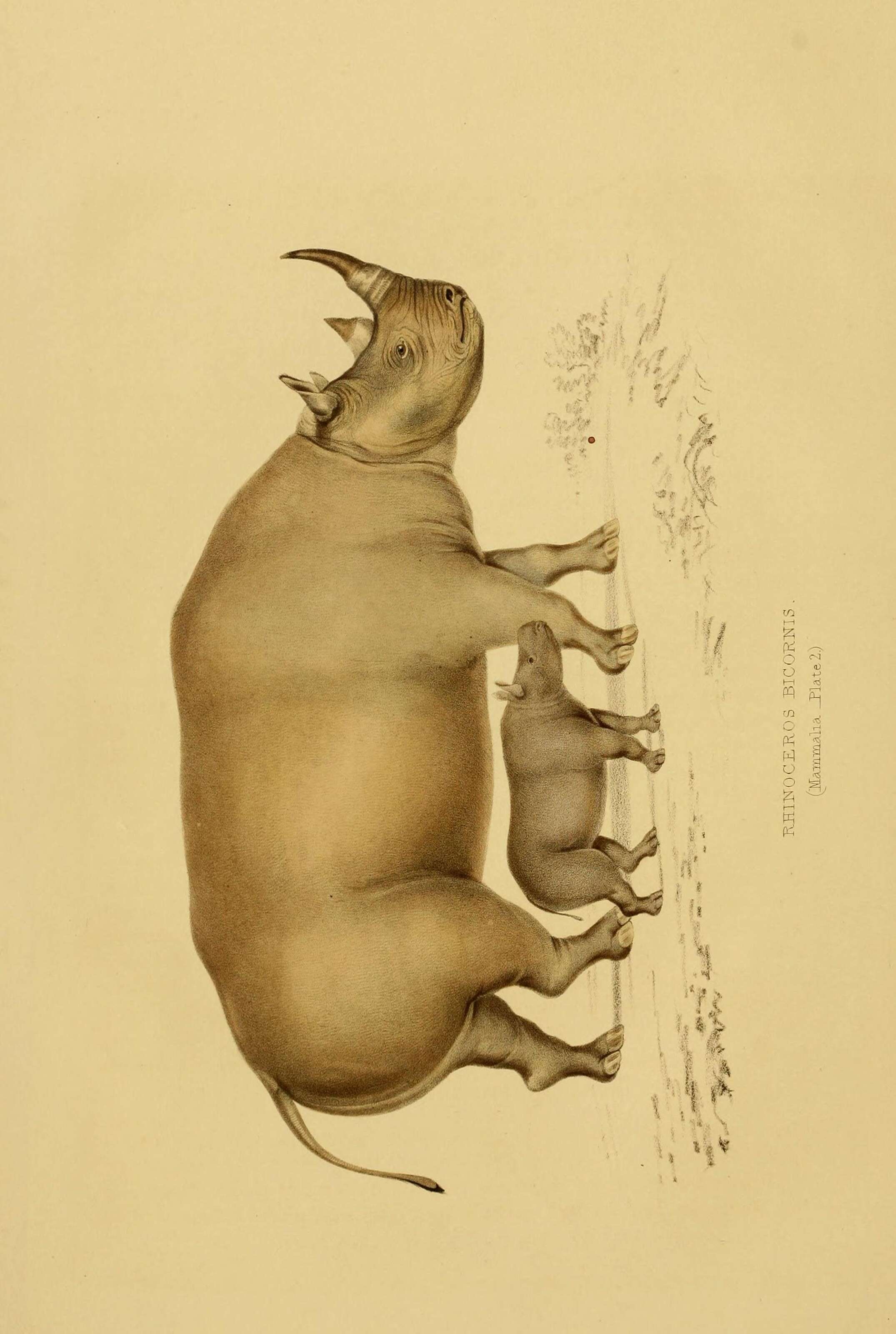 Image of Cape rhinoceros