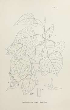 Image of Black Poplar