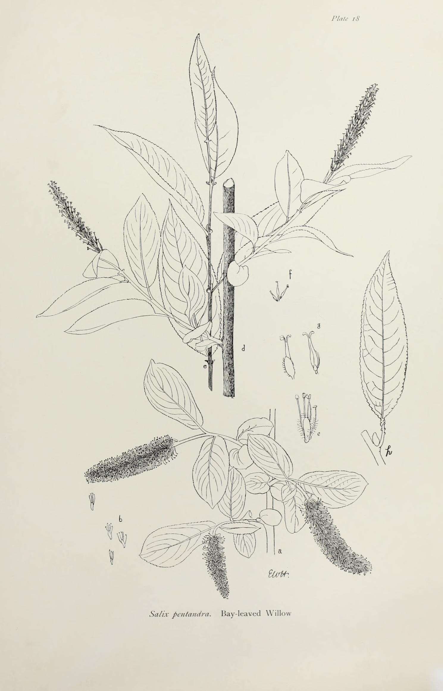 Imagem de Salix pentandra L.