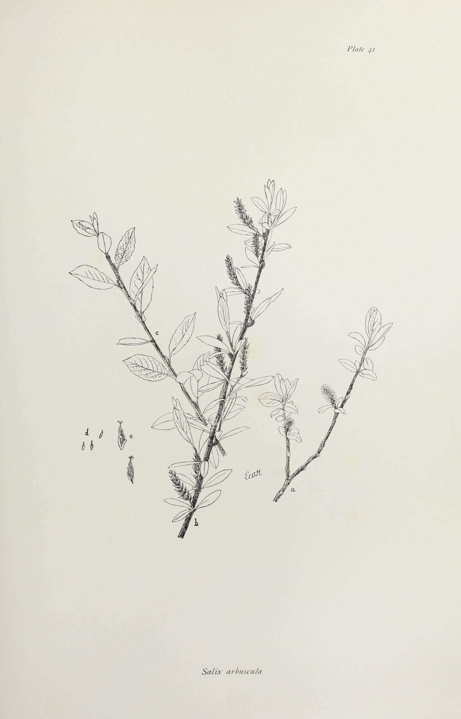 Imagem de Salix arbuscula L.