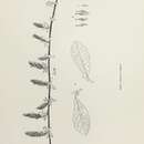 Imagem de <i>Salix</i> cinerea × Salix <i>repens</i>