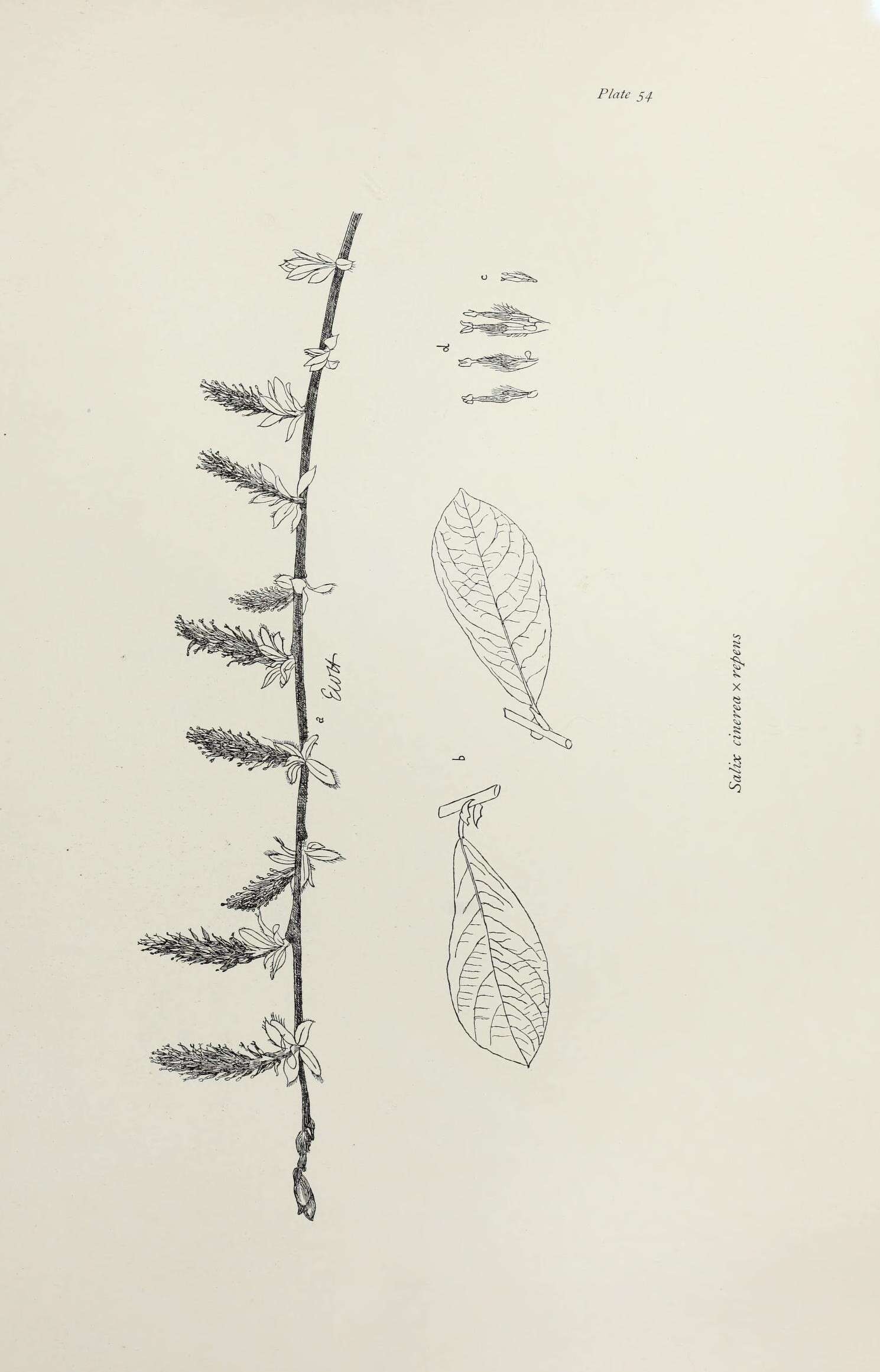 Image of <i>Salix</i> cinerea × Salix <i>repens</i>