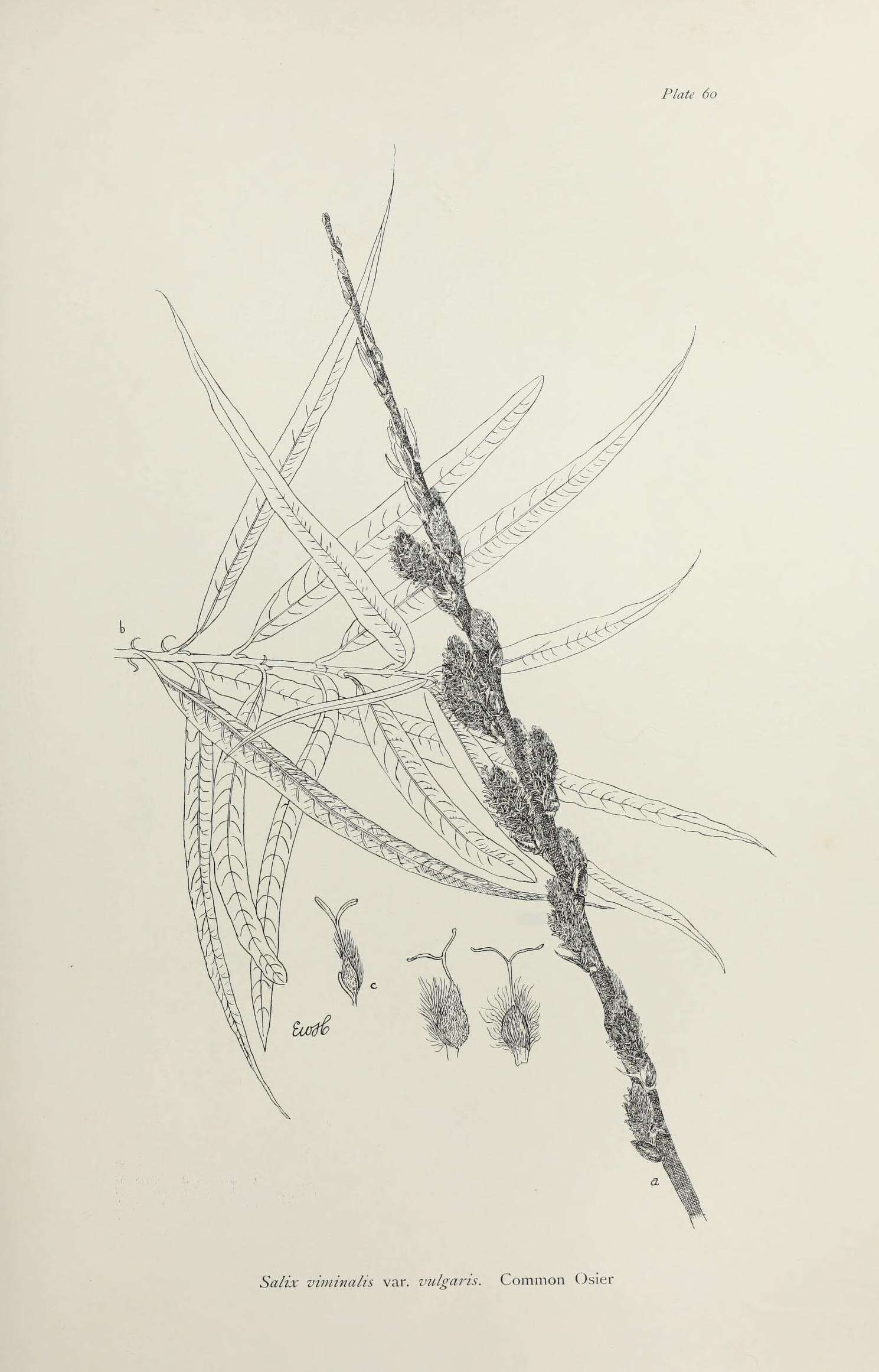 Image of Common osier