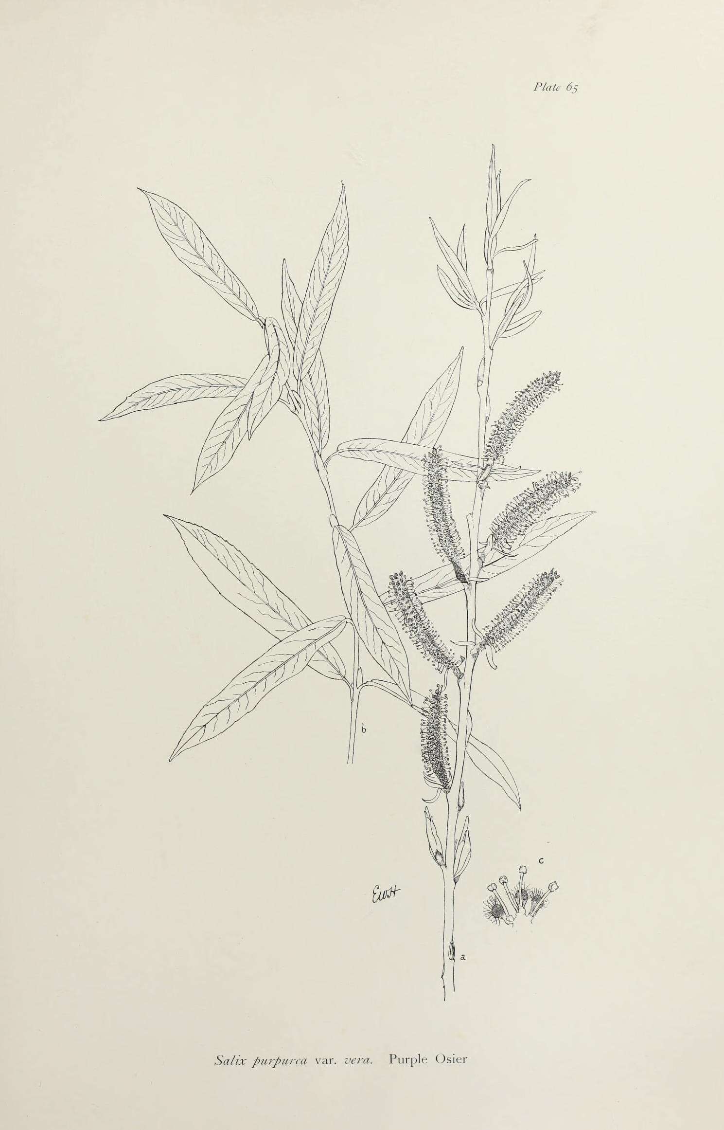Imagem de Salix purpurea L.