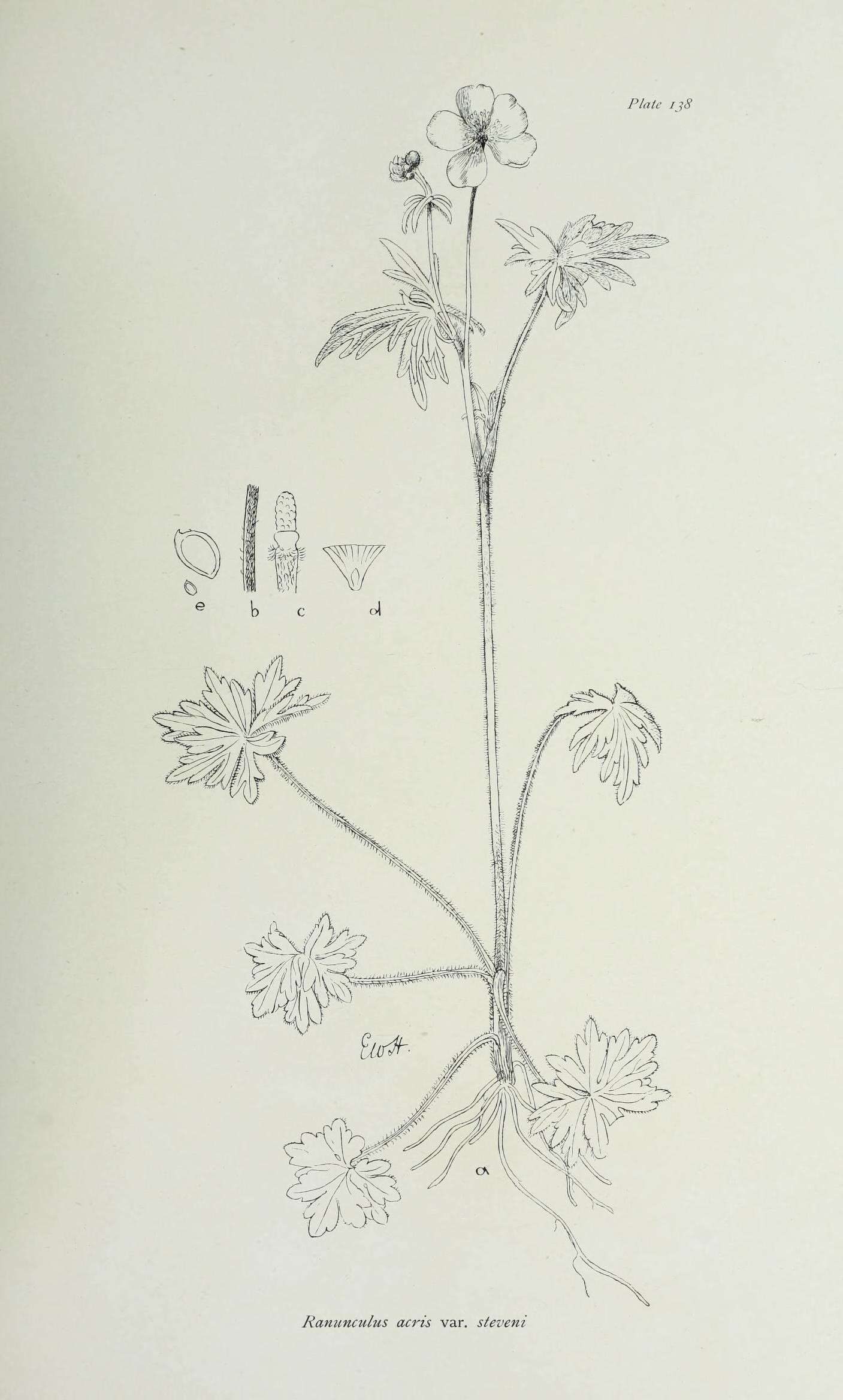 Imagem de Ranunculus acris L.