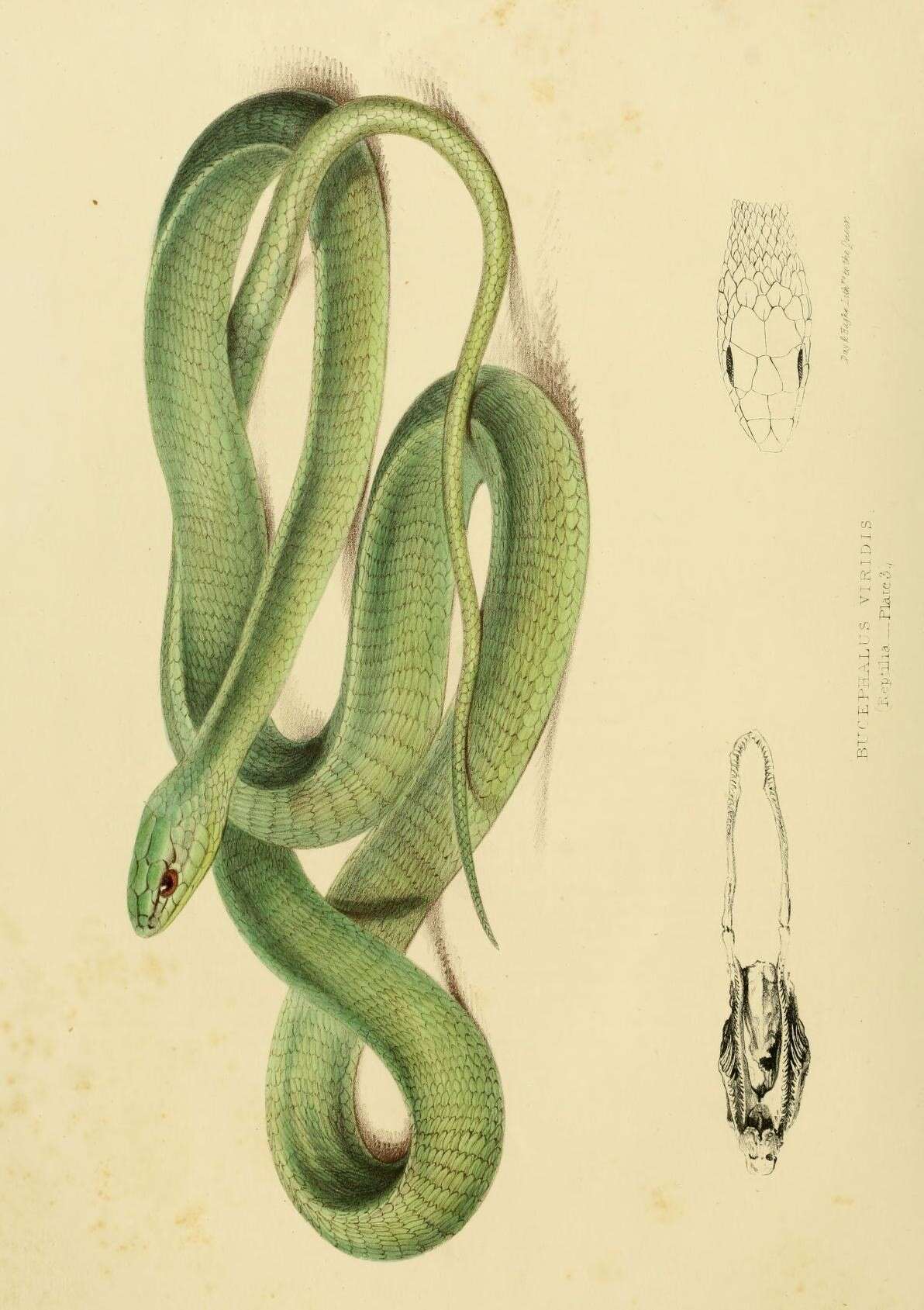 Image of Dispholidus Duvernoy 1832