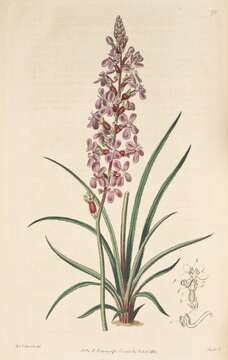 Image of Stylidium graminifolium Sw. ex Willd.