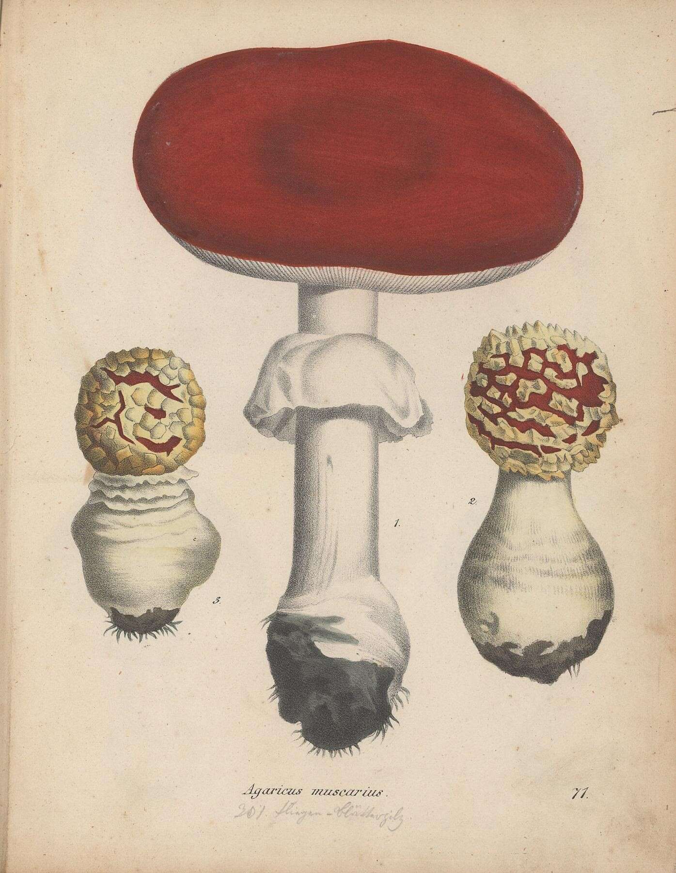 Image of Fly agaric