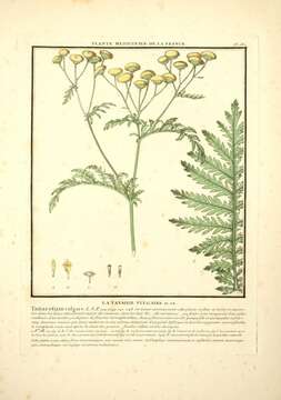 Image of common tansy