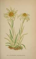 Leontopodium nivale subsp. alpinum (Cass.) Greuter resmi