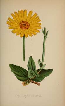 Arnica montana L. resmi