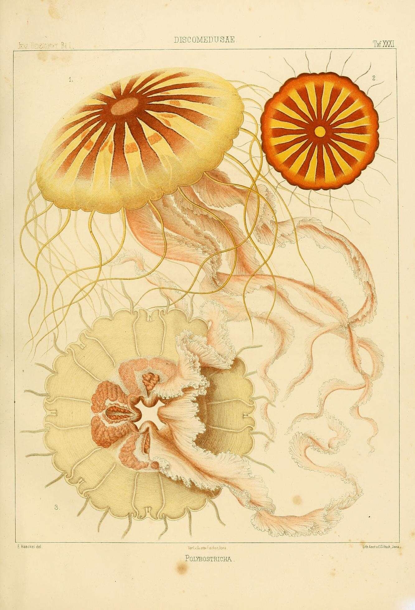 Image of Compass jellyfish