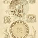 Image of Cassiopea ornata Haeckel 1880