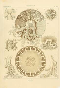 Image de Cassiopea ornata Haeckel 1880