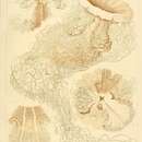 Слика од Cyanea annasethe (Haeckel 1880)