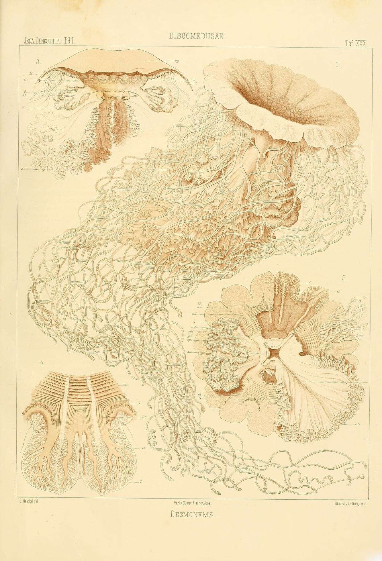 Слика од Cyanea annasethe (Haeckel 1880)