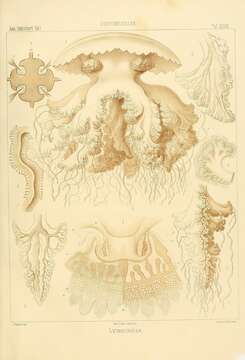 Image of Lychnorhiza Haeckel 1880