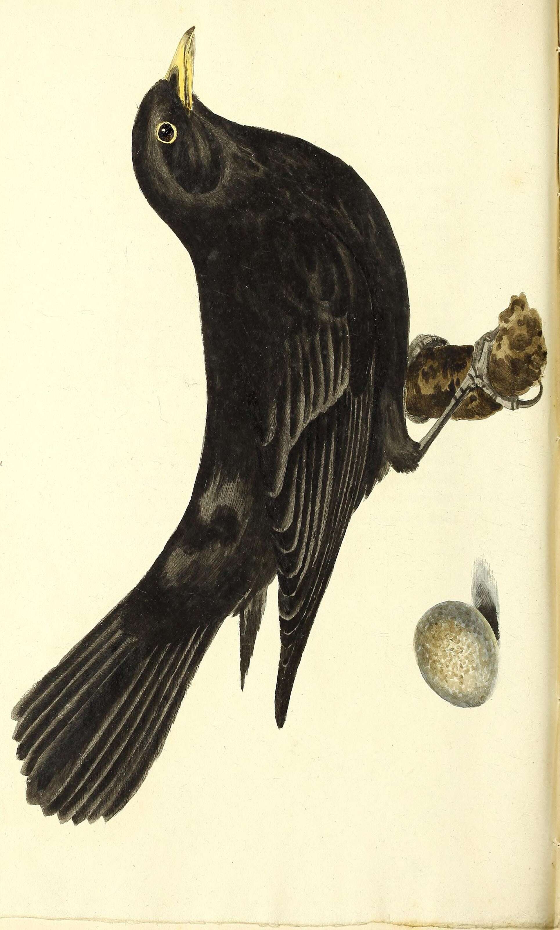 Image of Blackbird