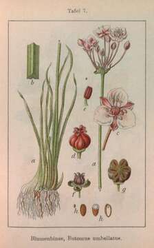 Image of flowering rush family