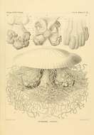Image of Drymonema Haeckel 1880