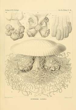 Sivun Drymonema dalmatinum Haeckel 1880 kuva