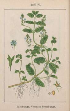 Image of brooklime, water, marsh speedwell