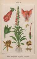 Image of Foxglove