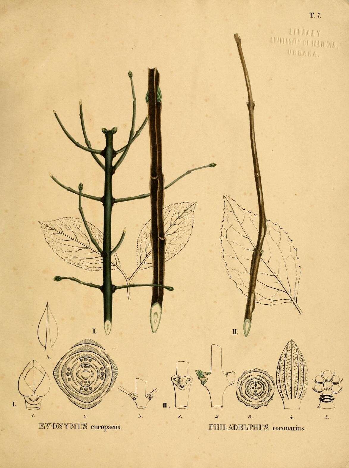 Imagem de Euonymus europaeus L.