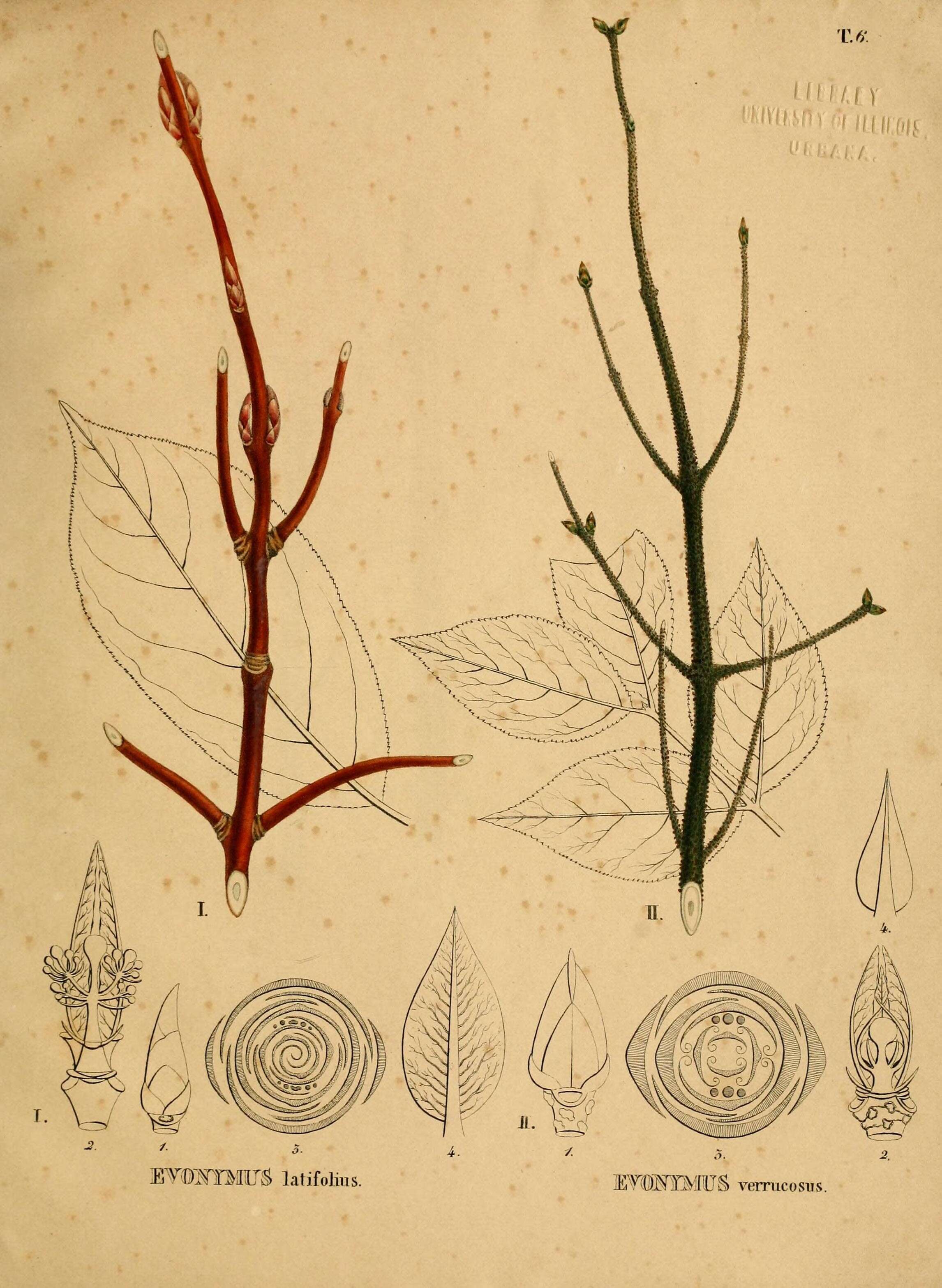 Imagem de Euonymus latifolius (L.) Mill.