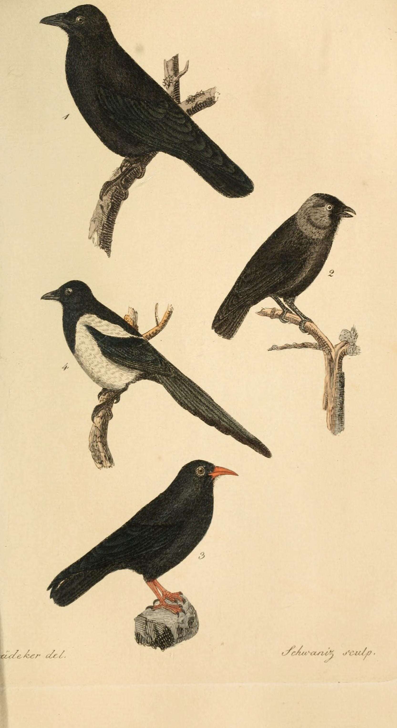 Image of crows and jays
