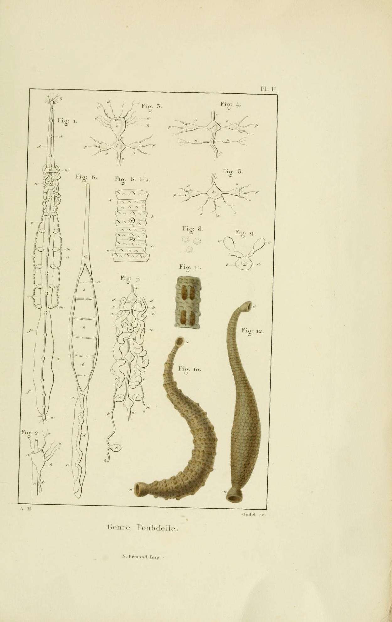 Sivun Hirudinidae kuva