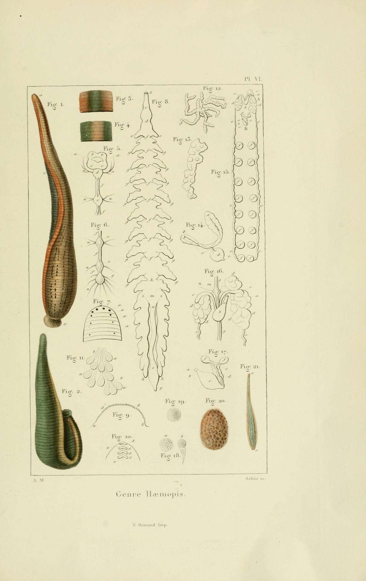 Sivun Hirudinidae kuva
