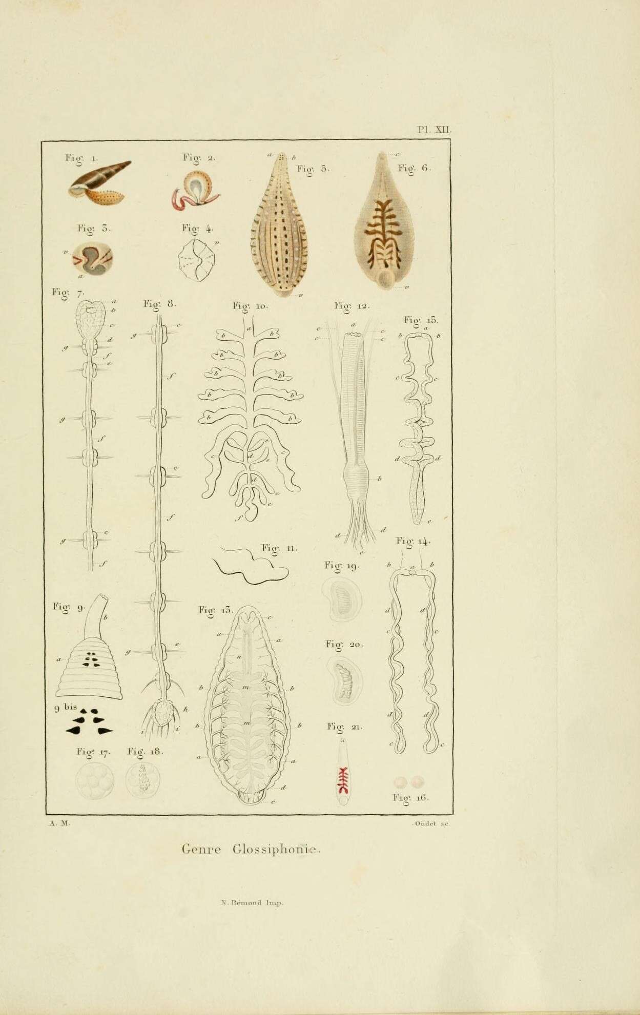 Sivun Hirudinidae kuva