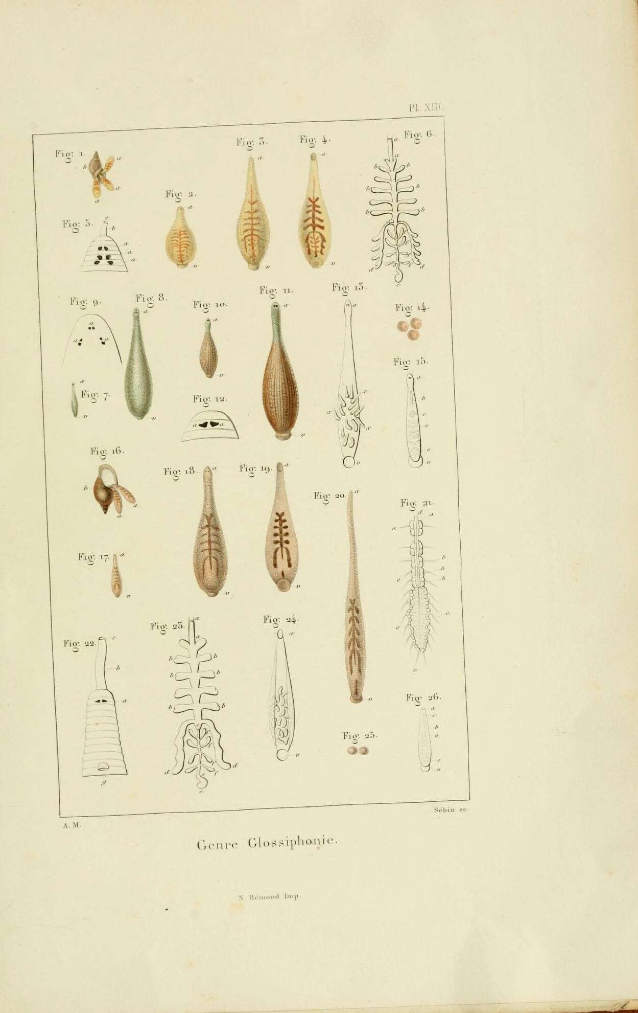 Sivun Hirudinidae kuva