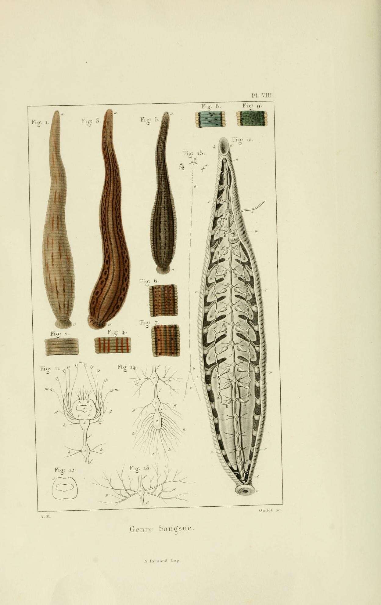 Sivun Hirudinidae kuva