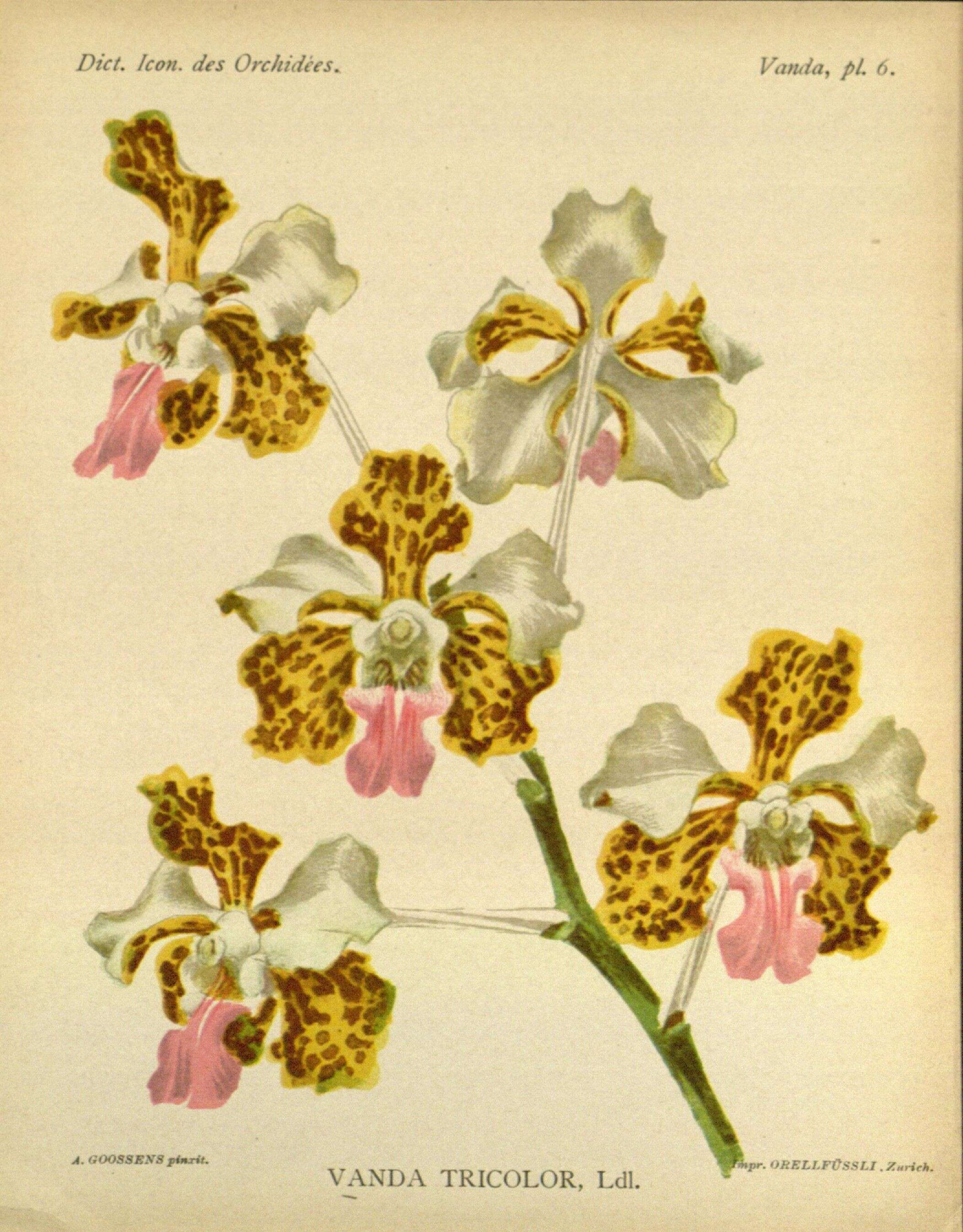 Image of Orchid