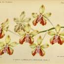 Image of Orchid