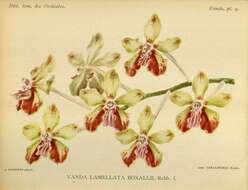 Image de Vanda lamellata var. boxallii Rchb. fil.