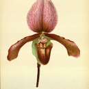 Image de Paphiopedilum charlesworthii (Rolfe) Pfitzer