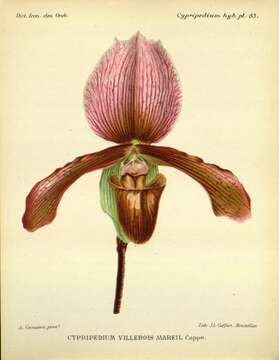 Image de Paphiopedilum charlesworthii (Rolfe) Pfitzer