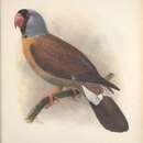 Image of Mascarene Parrot