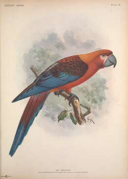 Image of Cuban Macaw