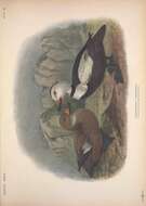 Imagem de Camptorhynchus Bonaparte 1838