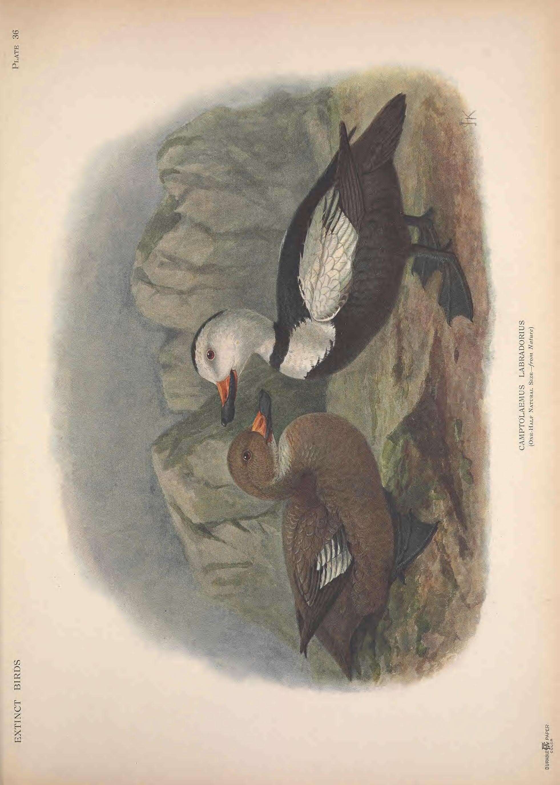 Imagem de Camptorhynchus Bonaparte 1838