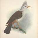 Image of Hoopoe Starling