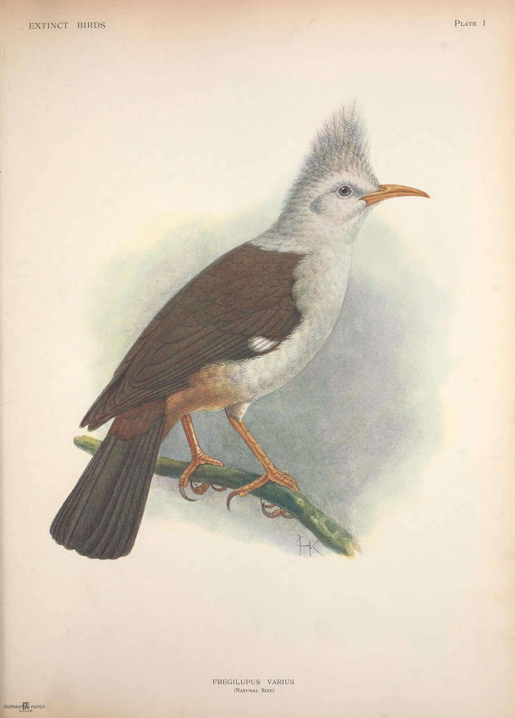 Image of Hoopoe Starling