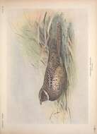 Image of Siphonorhis Sclater & PL 1861